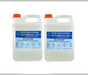 Home calathea beauty star